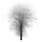 black and white laser images of trees superimposed on one another